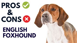 English Foxhound Pros and Cons | English Foxhound Advantages and Disadvantages  #AnimalPlatoon