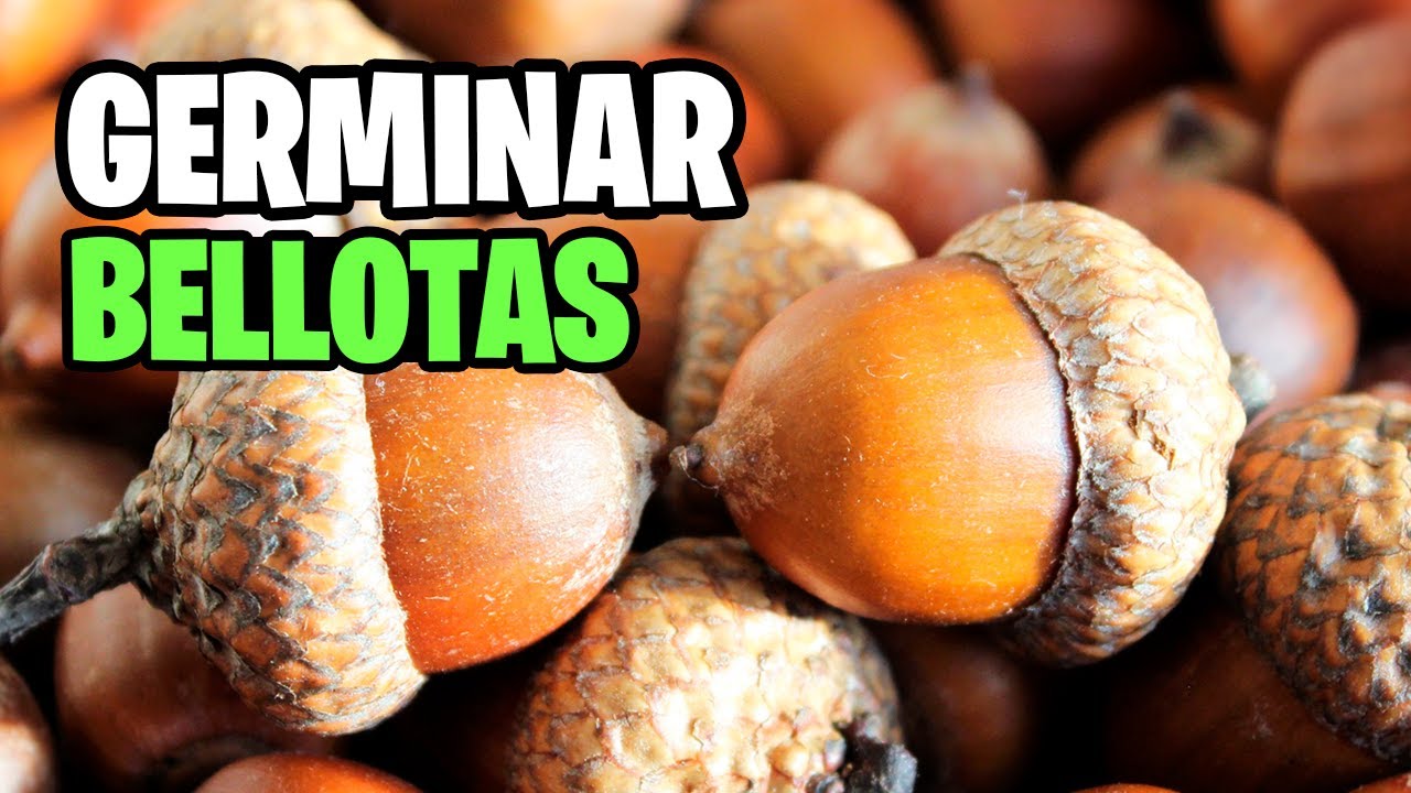 Como Germinar Bellotas Rápido y Fácil!! Plantar o sembrar bellotas | La Huerta de Ivan