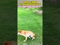 狗狗得了犬瘟瘫痪 主人坚持陪伴狗狗治疗118天 网友 神说不让我奔跑 但我只听主人的 画一个故事 治愈系 狗狗的心思都写在脸上了 萌宠给你的爱很坦荡荡 带狗狗去峨眉山寺庙祈福 狗狗得了犬瘟瘫痪 主人坚持陪伴狗狗治疗118天 网友 神说不让我奔跑 但我只听主人的 画一个故事 治愈系 狗狗的心思都写在脸上了 萌宠给你的爱很坦荡荡 带狗狗去峨眉山寺庙祈福