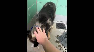 Scheduled For Death At 1pm CT, This Australian Shepherd Needs Help FAST [STORY BELOW]