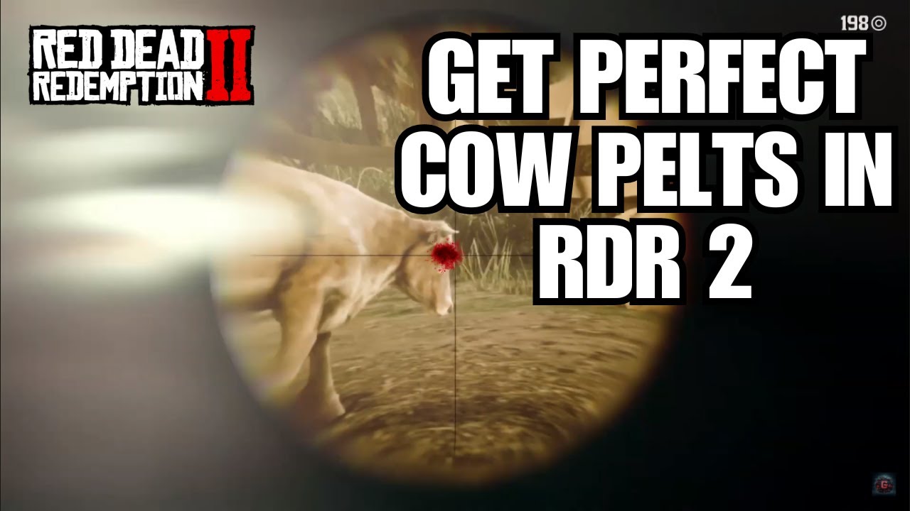 How to Get Perfect Cow Pelts on Red Dead Redemption 2 (2024) - YouTube