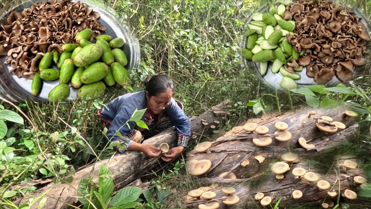 แกงเห็ดบดใส่หมากบวบ//ແກງເຫັດບົດໃສ່ໝາກບວບ