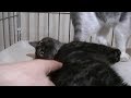 探そうぜ！ゴールデンボールω　子猫保護　８日目