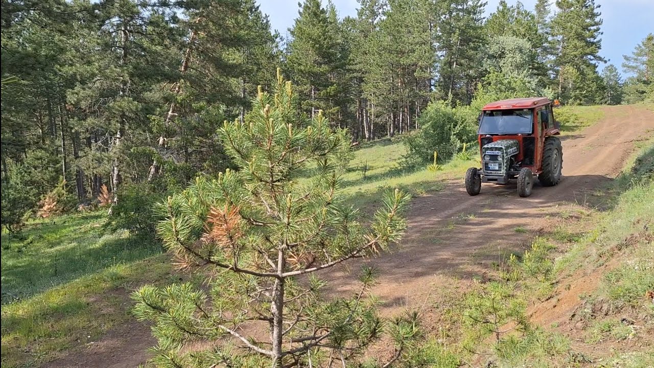 YAYLADA HEM PİKNİK HEM MANTAR TOPLAMA | TOSYA - SEKİLER KÖYÜ