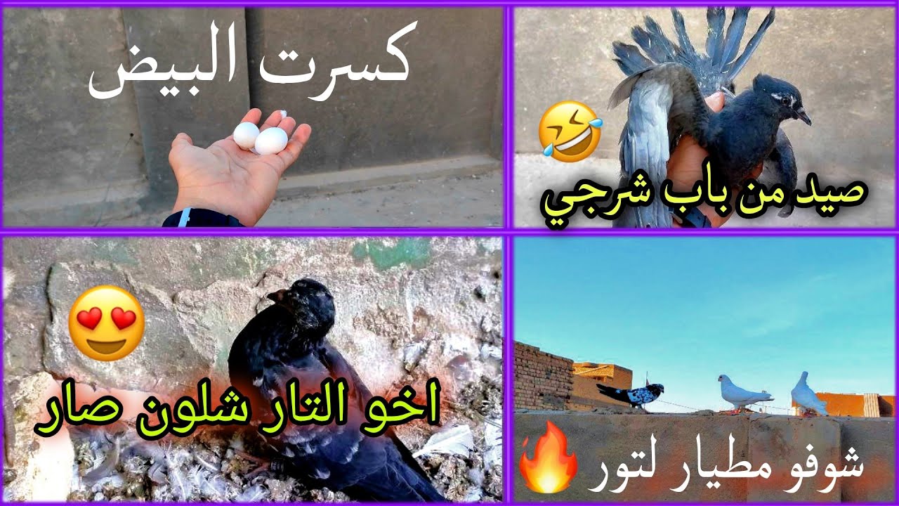 اليوم طيرنه التور وكمشوهن جيراني🕊️😂+صيد اليوم من باب الشرجي✅😅+تعالو شوفو فرخات الحمر والتور🐣🧿