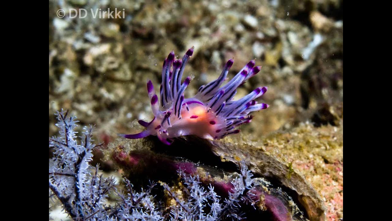 Red-lined Flabellina - Flabellina rubrolineata