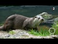 Faune - La loutre, histoire d’une sauvegarde