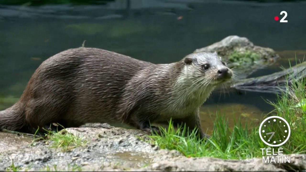 Faune - La loutre, histoire d'une sauvegarde