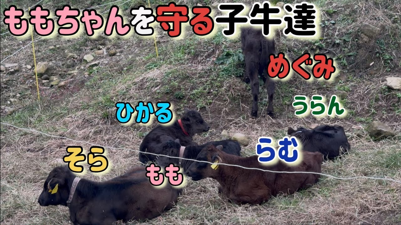 育児放棄された子牛を囲んでます