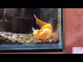 ホームセンターにてペットコーナーの水槽にいた金魚をiPhone標準カメラアプリ スローモードで撮影してみた