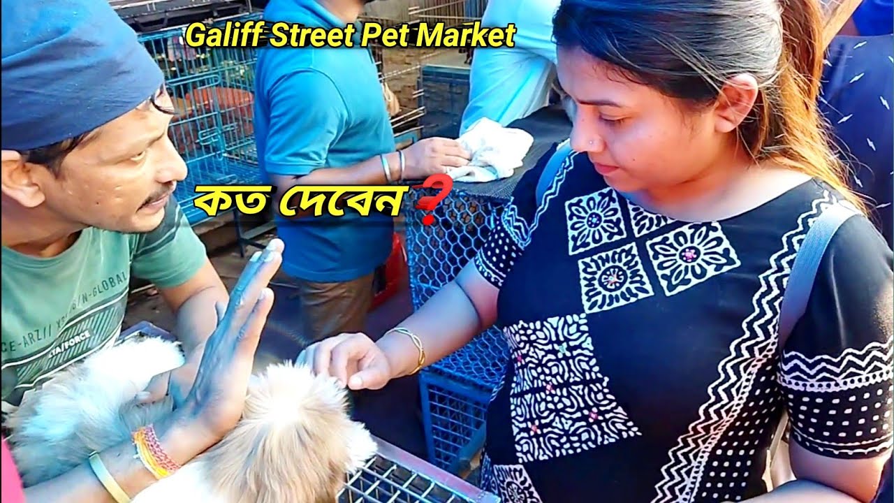Galiff Street Dog Market । Galiff Street Dog । Galiff Street Dog Price