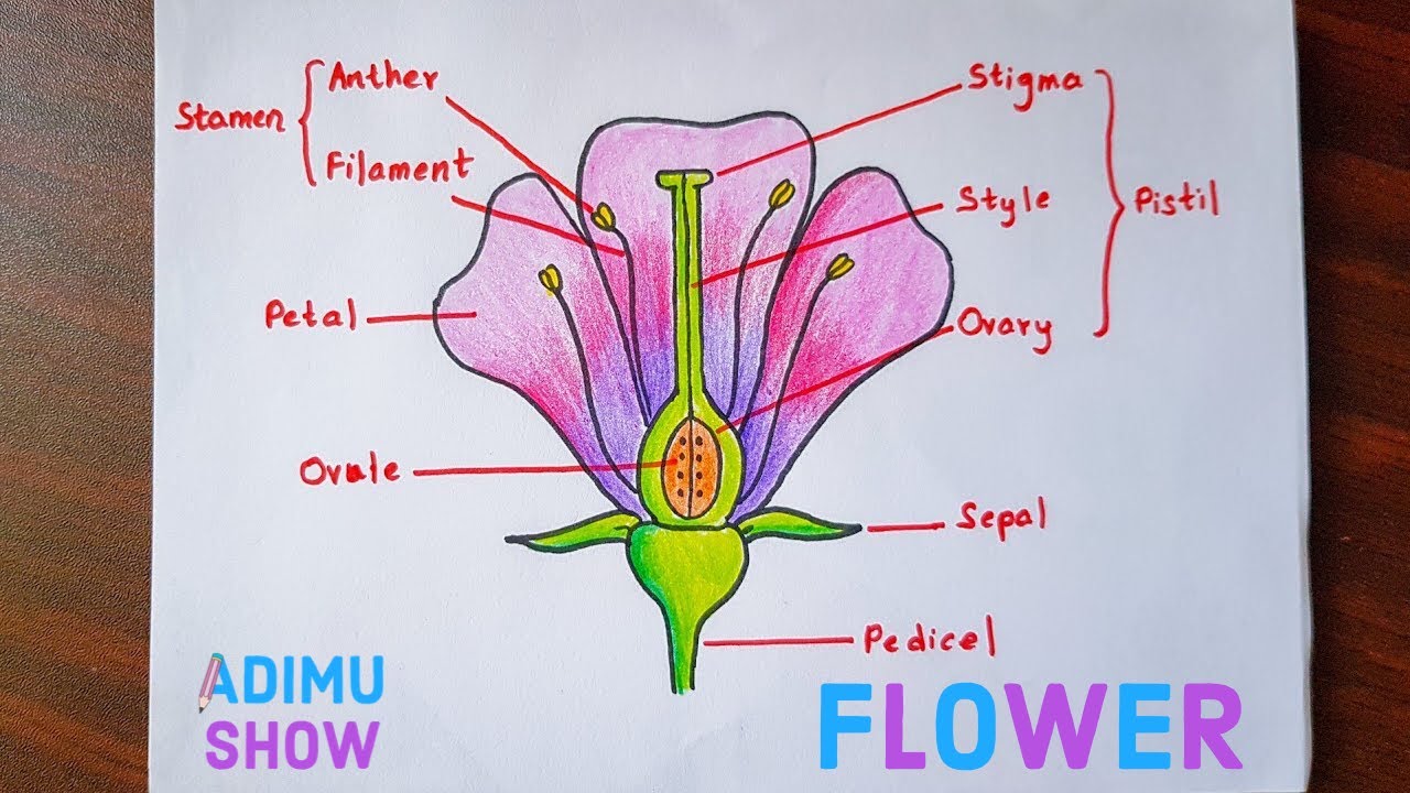 Draw And Label The Parts Of A Flower