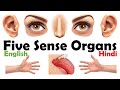 Five Sense Organs | Human Sense Organs | Sense Organs Name | Sense Organs English Vocabulary