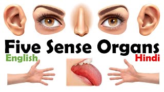 Five Sense Organs Human Sense Organs Sense Organs Name Sense Organs English Vocabulary