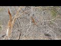 Mongoose attacking Black Mamba