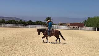 *For Sale* A Dual N Cowboy 5yo Bay Gelding