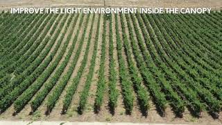 Vineyard Hedging/Trimming/Cane Cutting in a Paso Robles Winegrape Vineyard. Vineyard Mechanization.