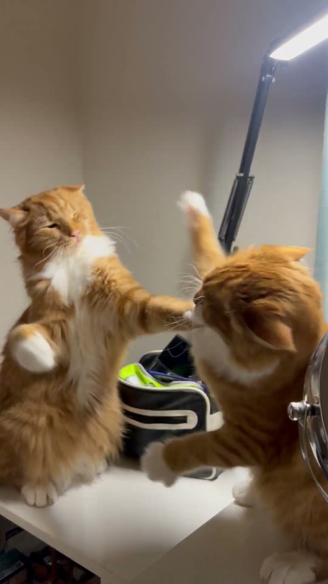 Orange Cats Bat At Each Other In Playful Scrap || ViralHog