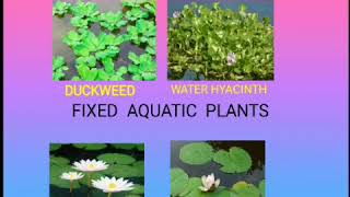 Science: Ch-7: How plants survive (Class-IV)