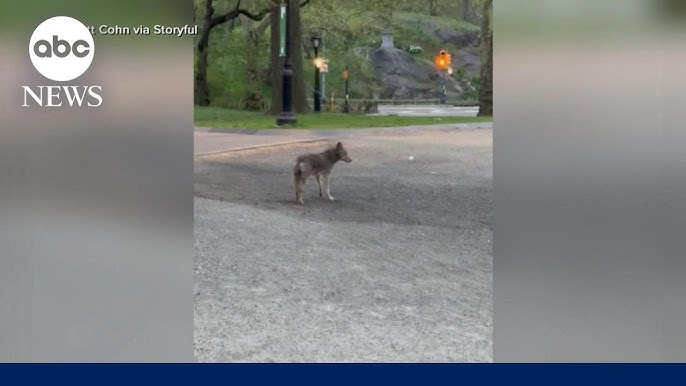 Coyote Spotted Roaming In Central Park