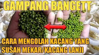 cara mengatasi kacang yang susah mekar/kacang lanji#kecambah