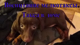 Воспитание мелкой бестии. Такса в доме Воспитание мелкой бестии. Такса в доме