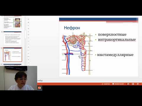 Физиология выделения