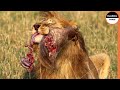 Lions Take a Portion of Each Warthog To Satiate The Pride&#39;s Hunger