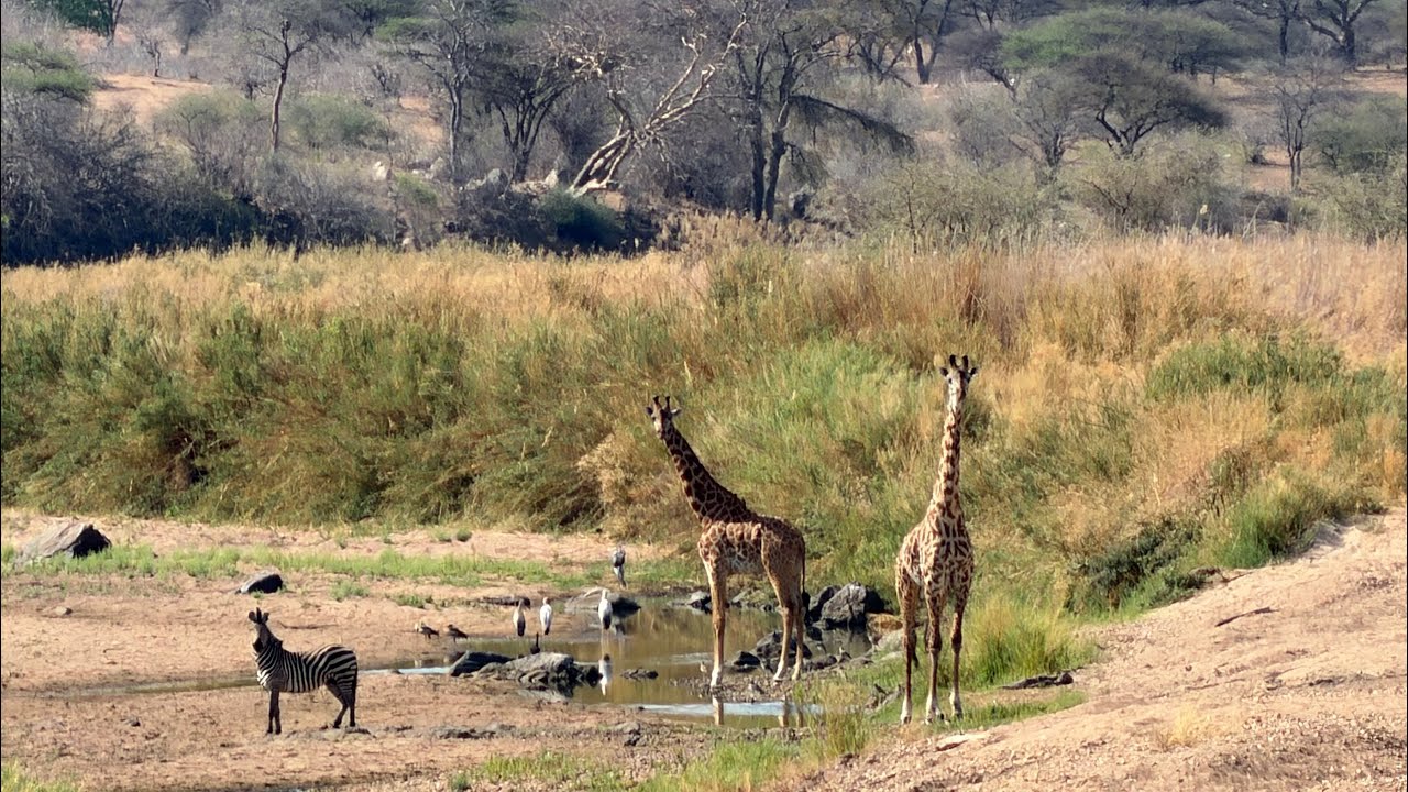 Ruaha National Park Tanzania 2nd Full Day Safari Upriver into Quartzite Studded Hills