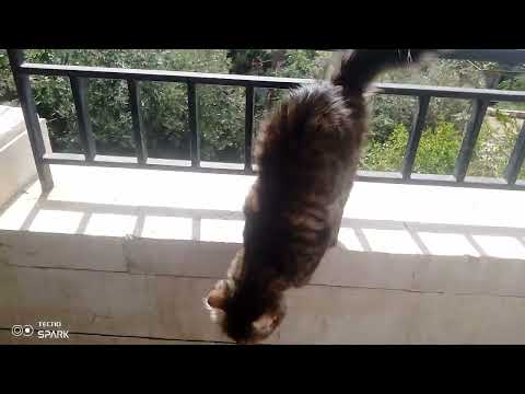 Pusang flexible gumalaw#cat