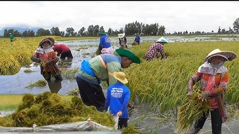 nông dân khóc vì nước lũ đổ về ngập cả lúa máy cắt không được đành cắt tai #mientaytv 