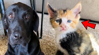 MY DOG MEETS OUR NEW BORN KITTENS!! (6 Weeks Old!) by Runner The Labrador 8,434 views 1 year ago 2 minutes, 52 seconds