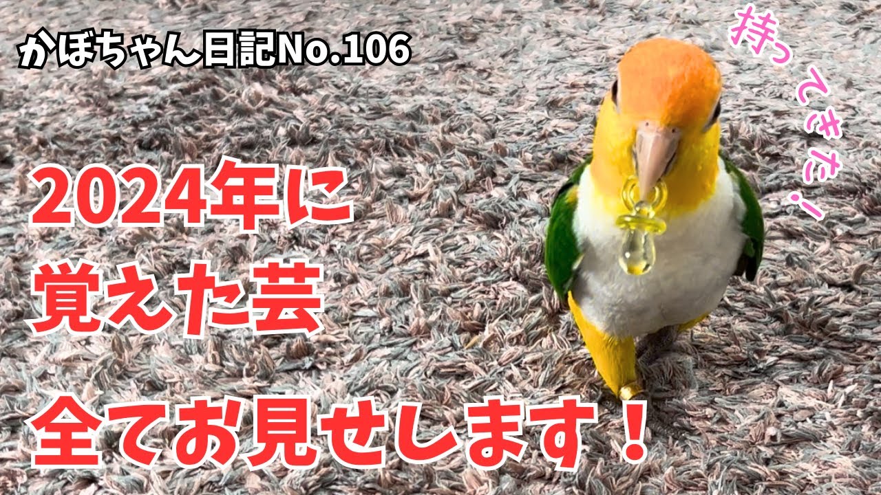 未公開映像】2024年に覚えた芸をまとめてご紹介！【シロハラインコ