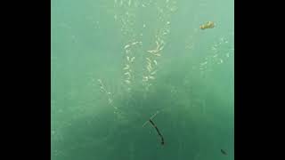 Fonds marins 1