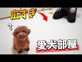 親バカすぎて『犬専用の部屋』を作ってしまいました。【ティーカッププードル】【トイプードル】