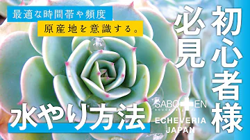 多肉植物 初心者さん向け 冬の水のやり方 Mp3