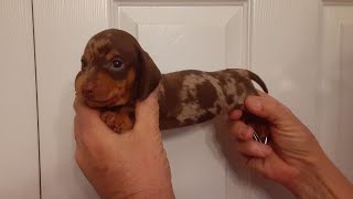Playful and Cute Dachshund Video compilation 35 minutes Miniature Dachshund Puppies Around the world by Pet Videos 21,345 views 1 year ago 35 minutes