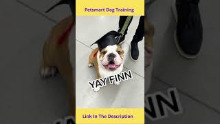 Petsmart Dog Training | Petsmart vs Petco Dog Training || Petscare and Training