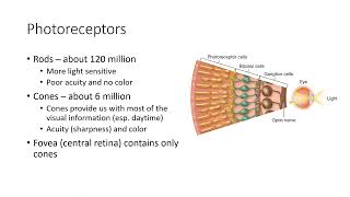 Physiological Psychology Chapter 6