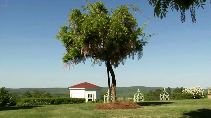 Make Wisteria Bloom | At Home With P. Allen Smith