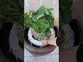 Sharing flowers growing tips everyday #bonsai #bonsaitree #flowercare #homegarden #plants #garden