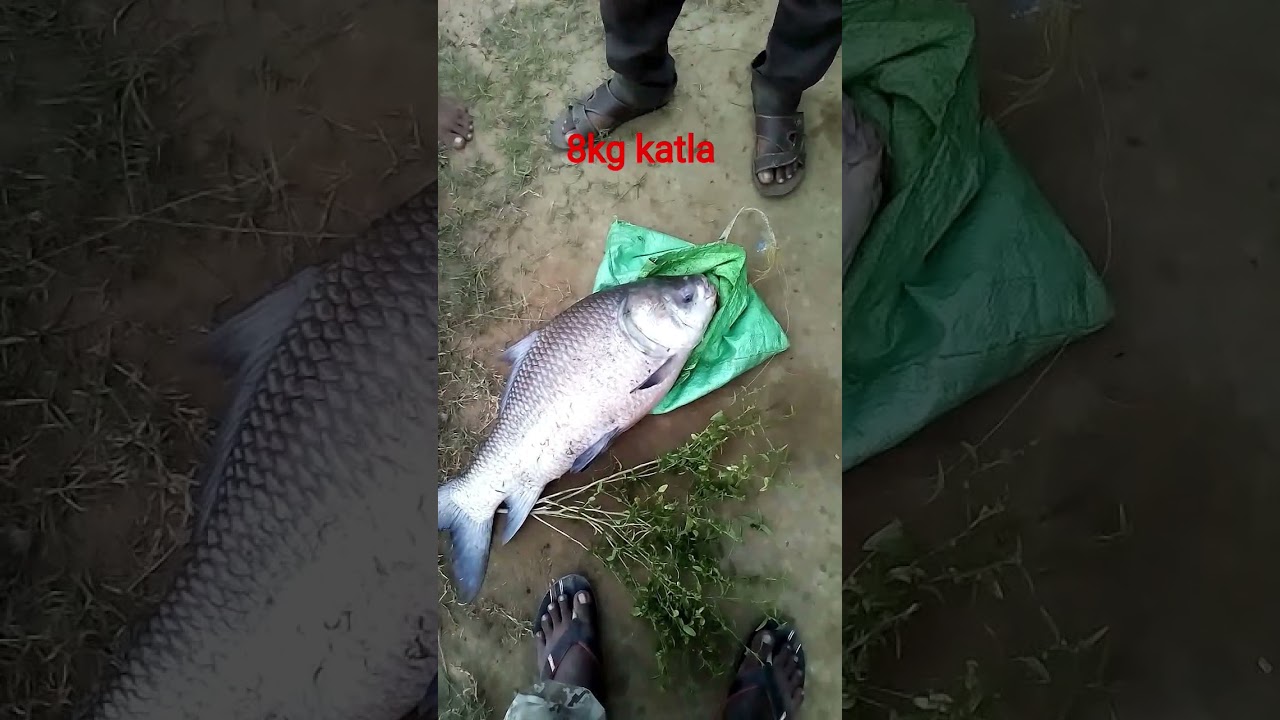 Devi river fishing 🎣 🎣 8kg katla bhakur 🐟🐠