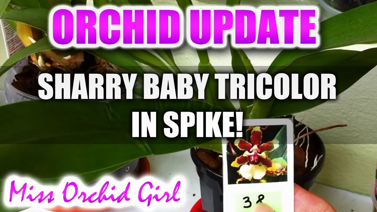 Orchid Update - Oncidium Sharry Baby Tricolor in spike!