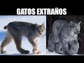 9 Razas de GATOS y felinos que ya quisieras TENER en tu HOGAR