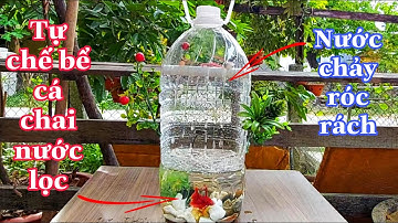 Tự Chế Bể Cá Bằng Chai Nhựa Nước Lọc Cực Đẹp Để Nuôi Cá Cảnh