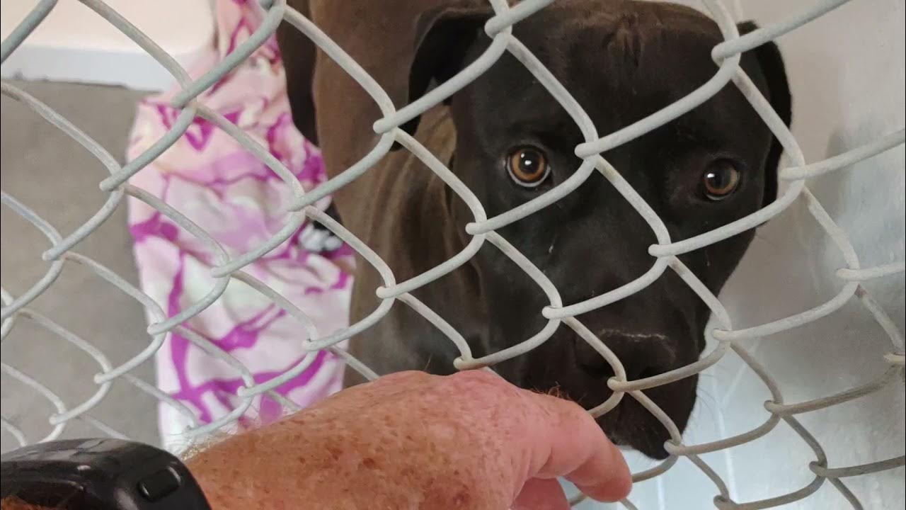 Dogs at the Olathe Animal Shelter August 9,2021 YouTube