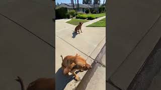 Rhodesian Ridgeback Skills Test