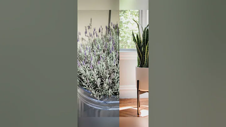 Lucky Plants That Bring Wealth & Prosperity to Your Home | Must Watch #shorts