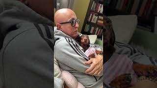 Alla Larga Dalle Fagioline papino Geloso bassotto dachshund pets gelosia familyfun