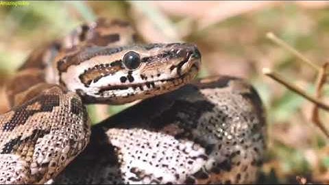 African rock python (AmazingValley)
